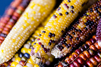 colorful corn varieties