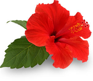 hibiscus flower